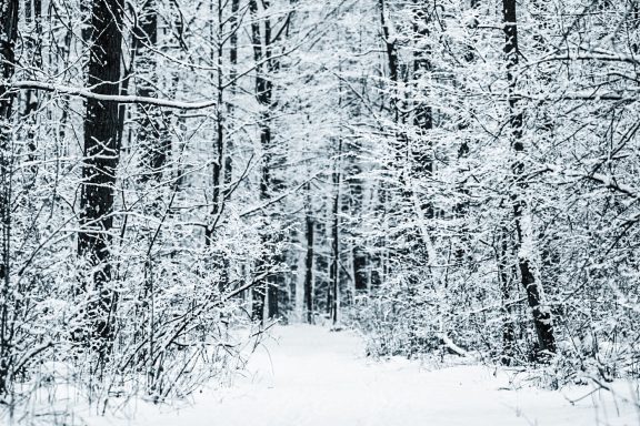 Sneeuwbedekte bomen en een pad in een stille, winterse bosomgeving.