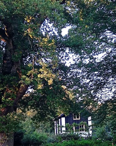 Huis door de Bomen heen